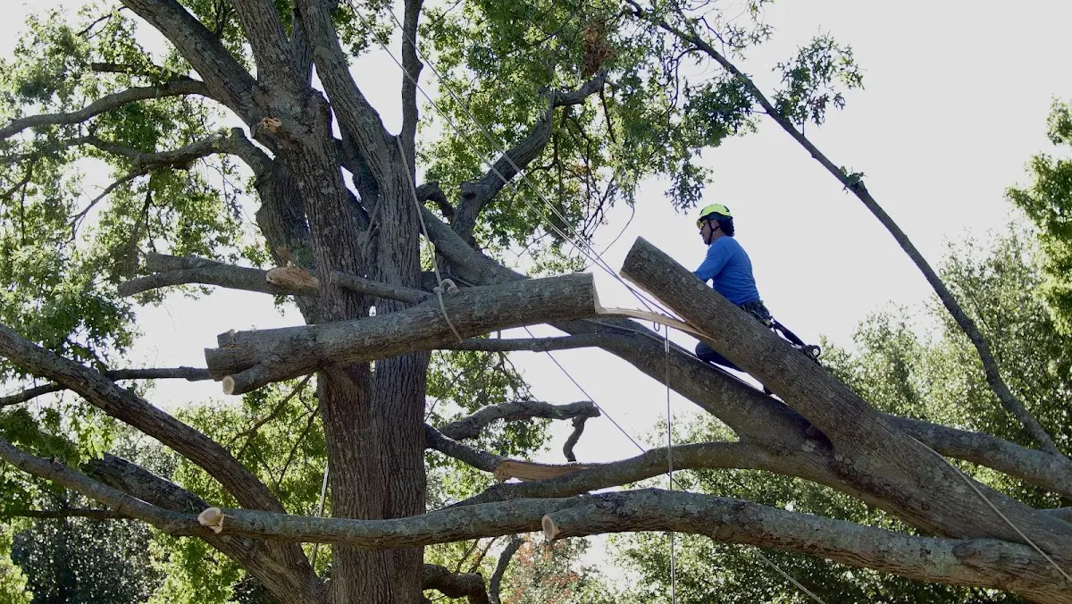 Professional Hazardous Tree Removal performed by certified arborists in Neelyton